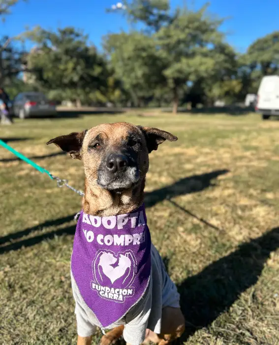 Arthur – Macho, 5 años , en adopción en Córdoba