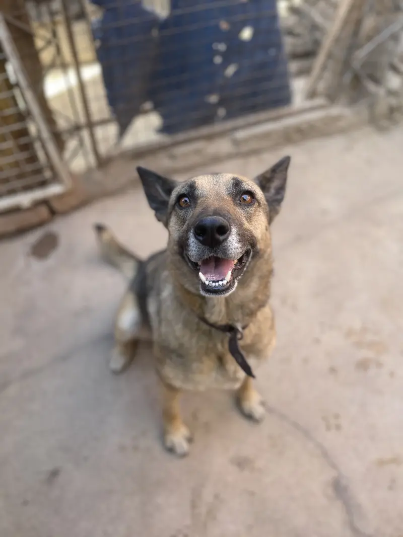 Aruba – Hembra, 8 años aprox, en adopción en Córdoba