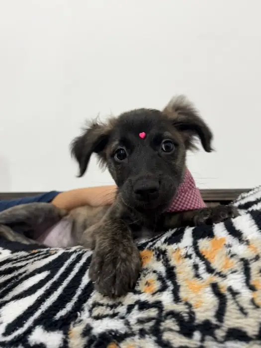 Dina – Macho, 4 meses , en adopción en Córdoba