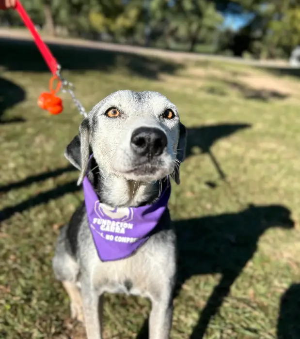 Eve – Hembra, 10 años, en adopción en Córdoba