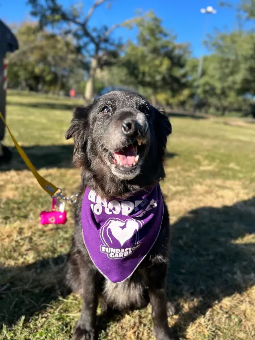 Felicitas – Hembra, 8 años, en adopción en Córdoba