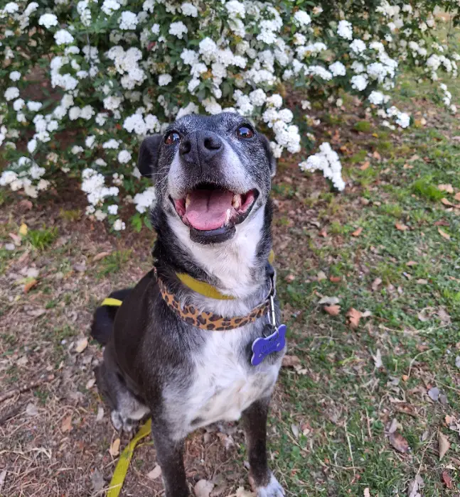 Flora – Hembra, 8 años, en adopción en Córdoba