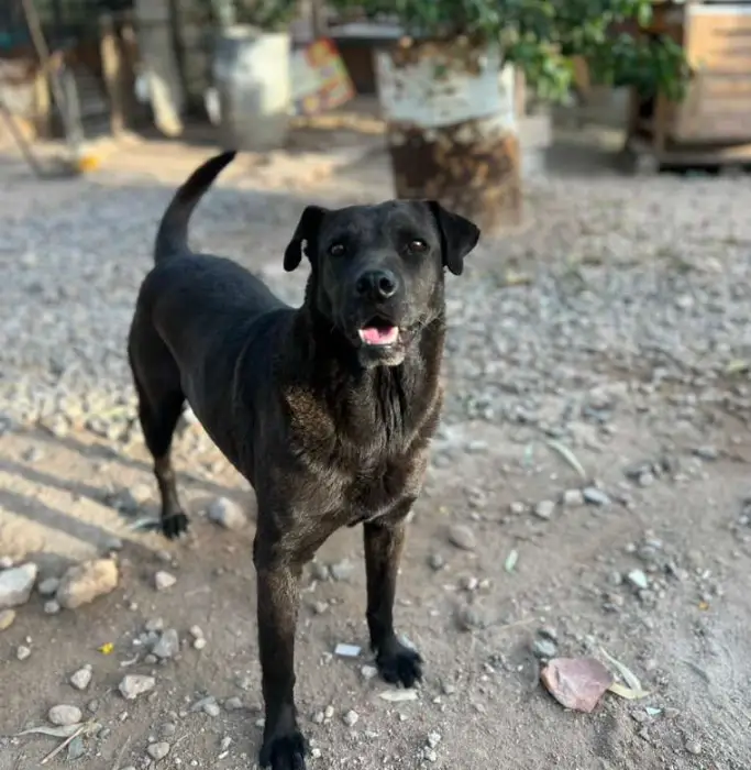 Harley – Hembra, 7 años, en adopción en Córdoba