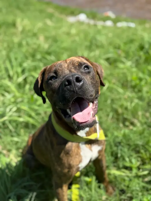 Hermes – Macho, 1/2 años, en adopción en Córdoba