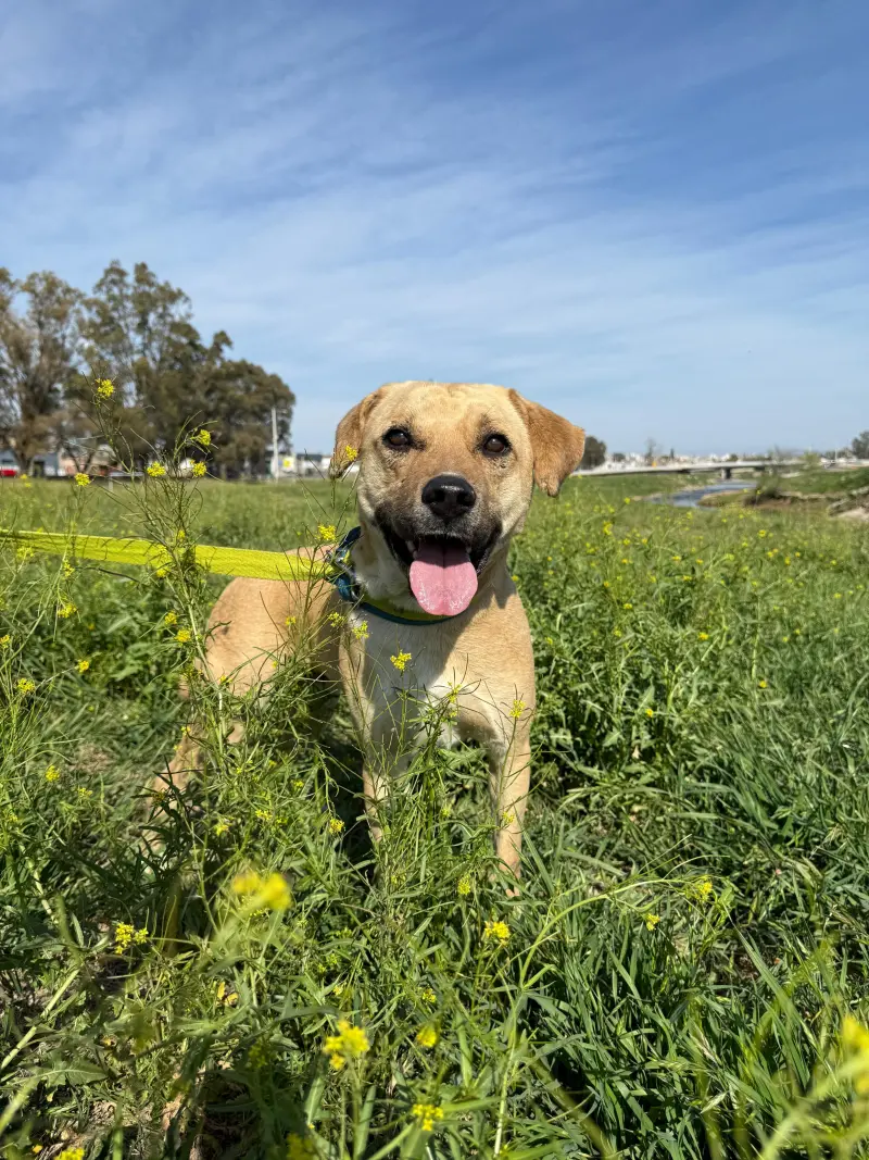 Hiena – Macho, 5 años, en adopción en Córdoba