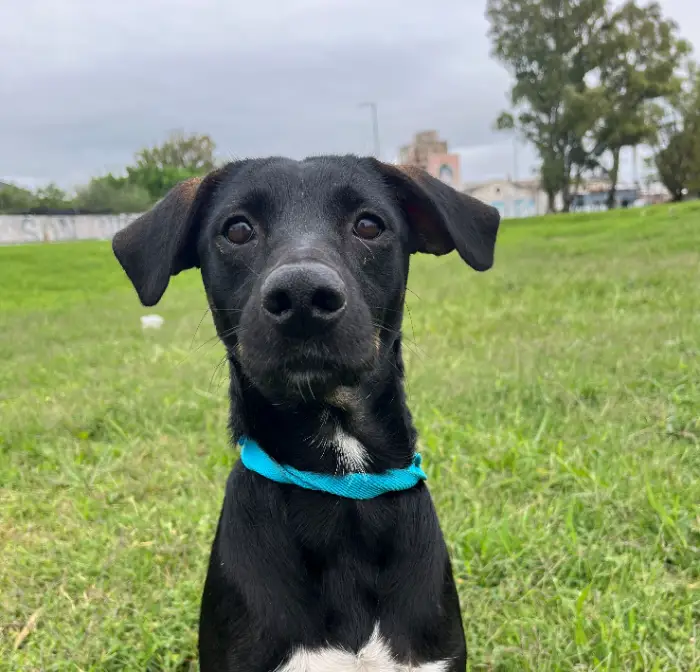Judith – Hembra, 3 años , en adopción en Córdoba