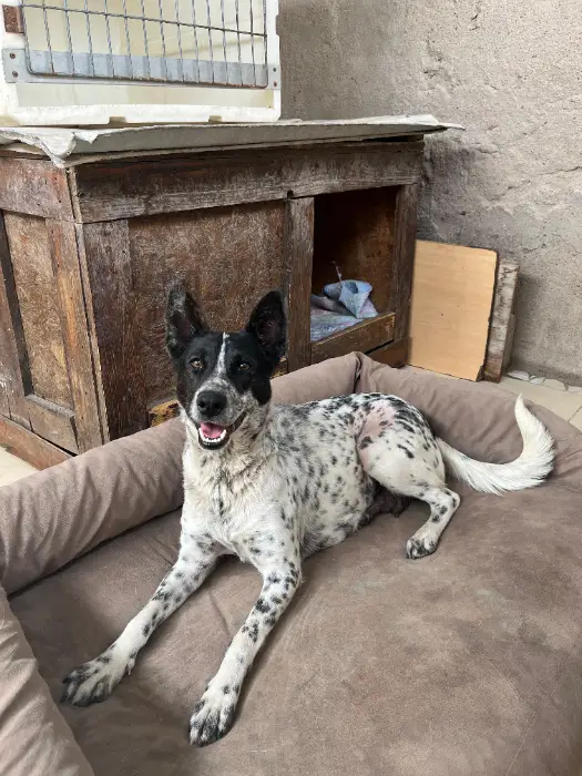 Marilina – Macho, 3, en adopción en Córdoba