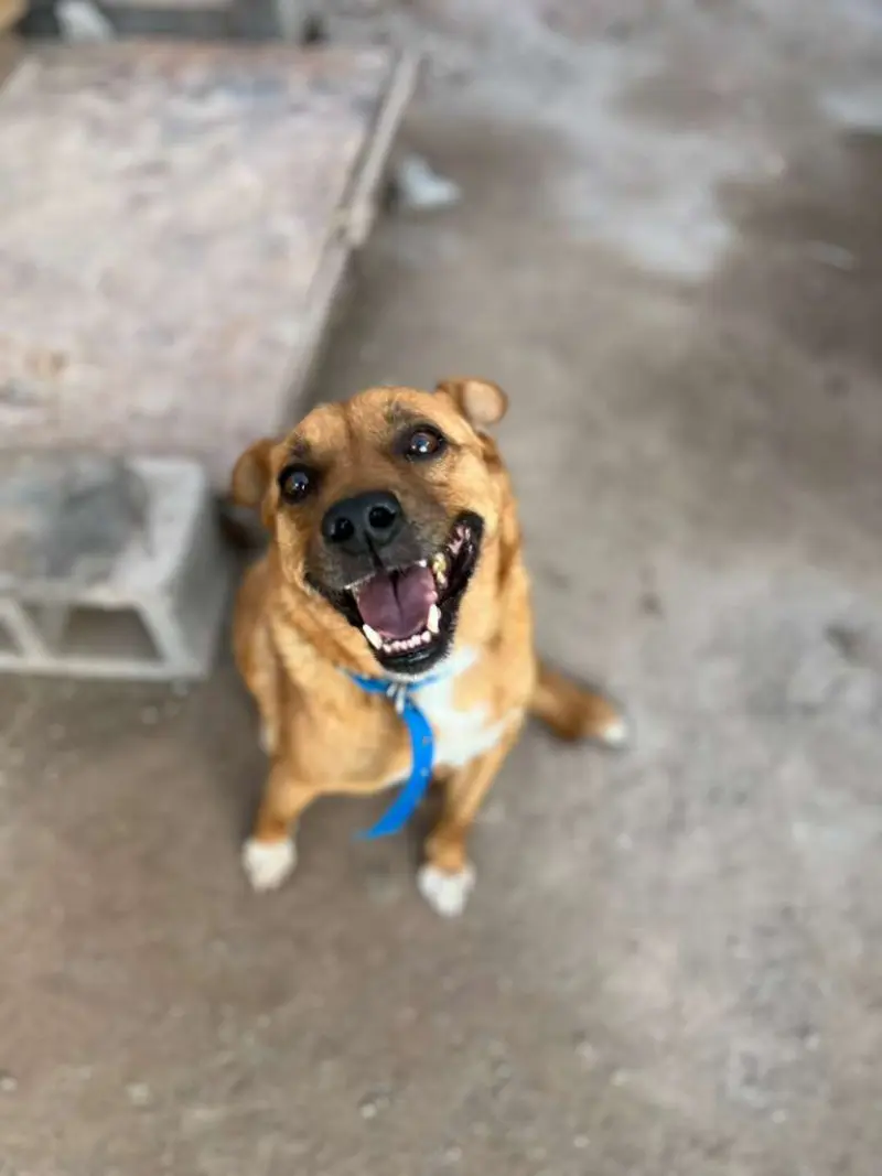 Merlín – Macho, 7 años, en adopción en Córdoba