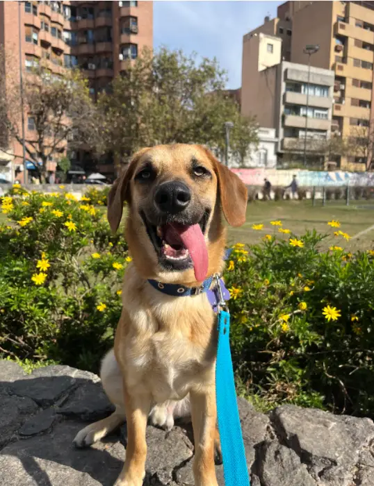 Michael – Macho, 6/7 meses, en adopción en Córdoba