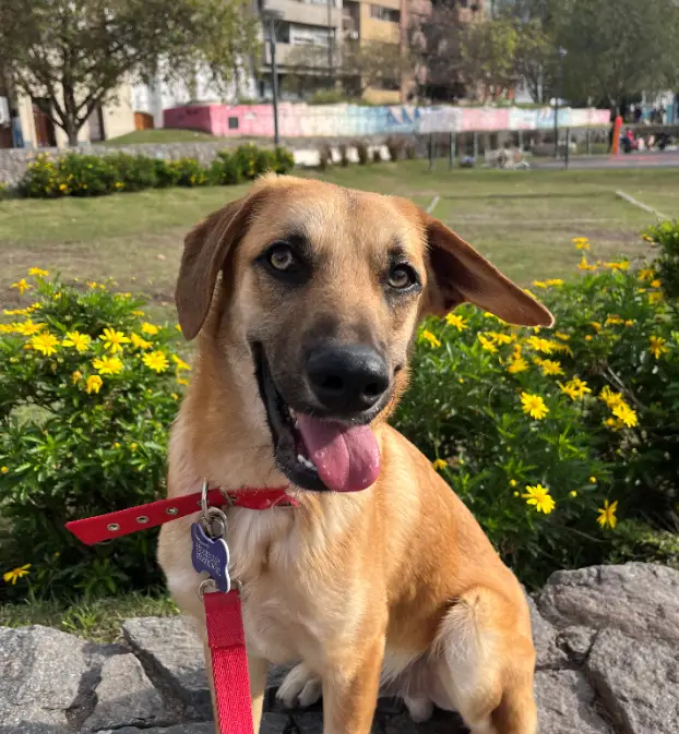 Michael – Macho, 8 meses , en adopción en Córdoba