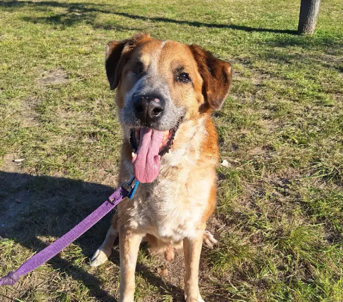 Oso – Macho, 10 años, en adopción en Córdoba