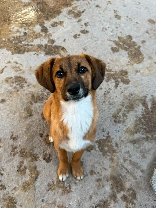 Pascal – Macho, 5 meses, en adopción en Córdoba