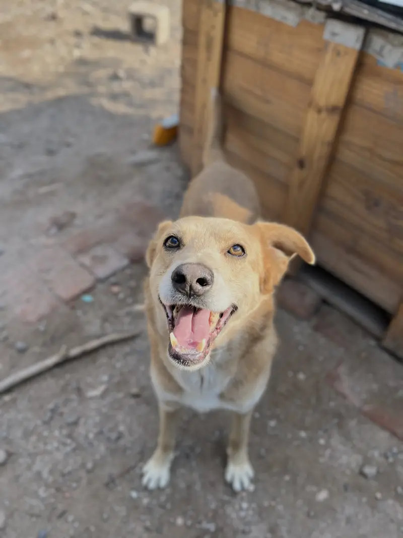 Piolín – Macho, 5/6 años, en adopción en Córdoba