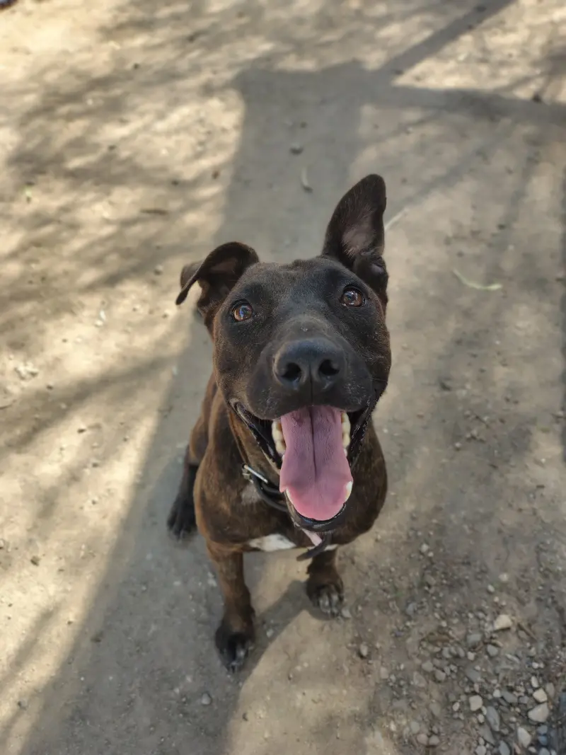 Rebecca – Hembra, 5 años, en adopción en Córdoba