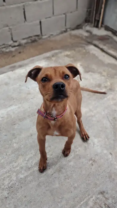 Rust – Macho, 2 años, en adopción en Córdoba