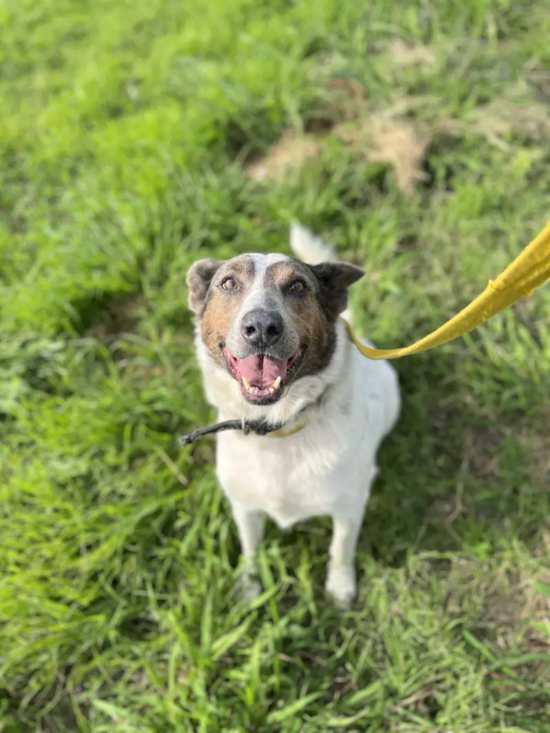 Salvador – Macho, 7/8 años, en adopción en Córdoba